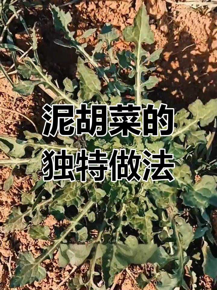 春季野菜泥胡菜的多种吃法,营养又美味