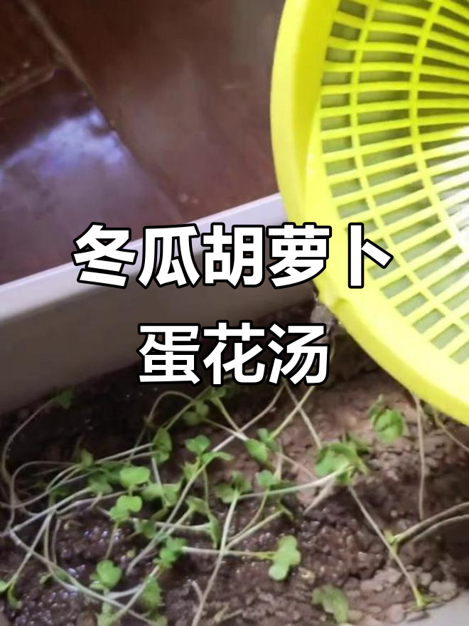 大学生日常:做冬瓜胡萝卜蛋花汤,小白菜差点死掉