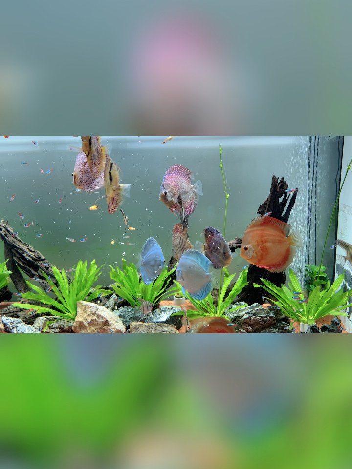 七彩神仙是最好养的鱼