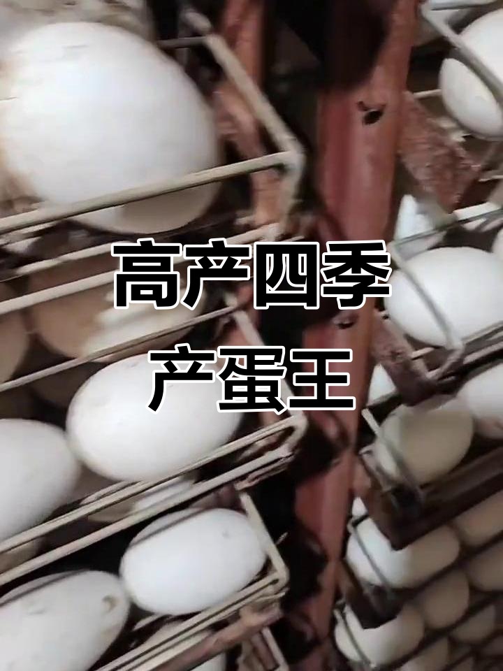 四季产蛋鹅,年高产150枚,养几只捡不完