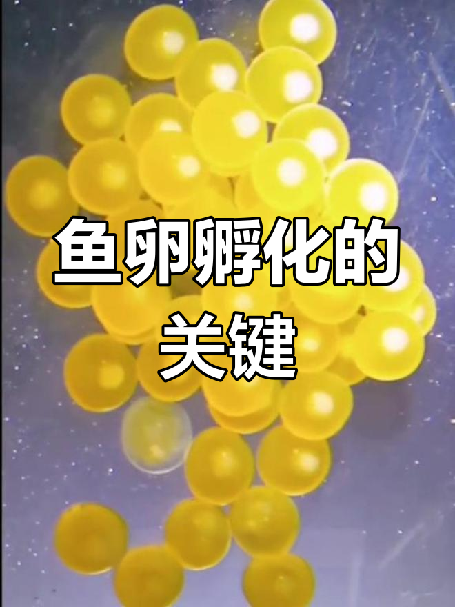 鱼卵孵化揭秘:如何分辨受精与未受精的鱼卵