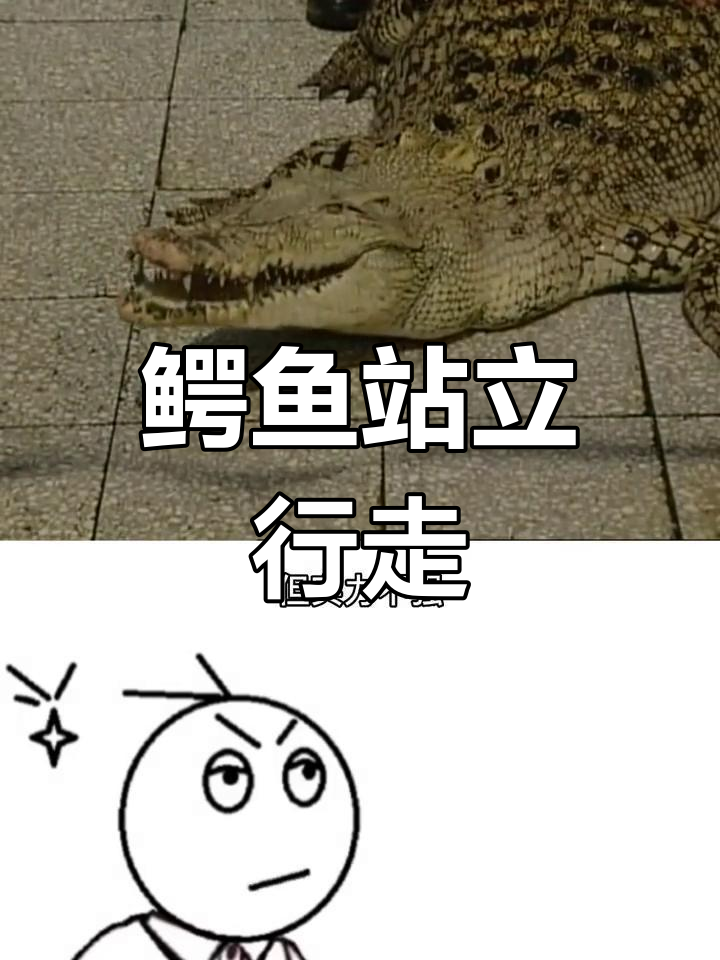 鳄鱼在浅水区靠走,而非游泳