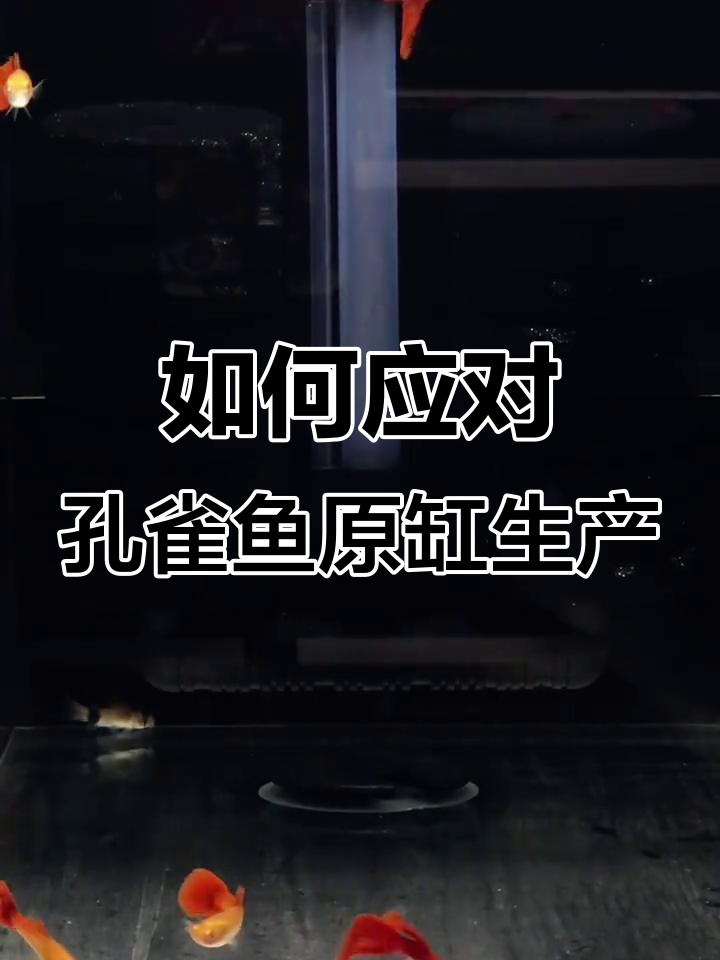 孔雀鱼原缸生产如何处理?避免感染的正确方法