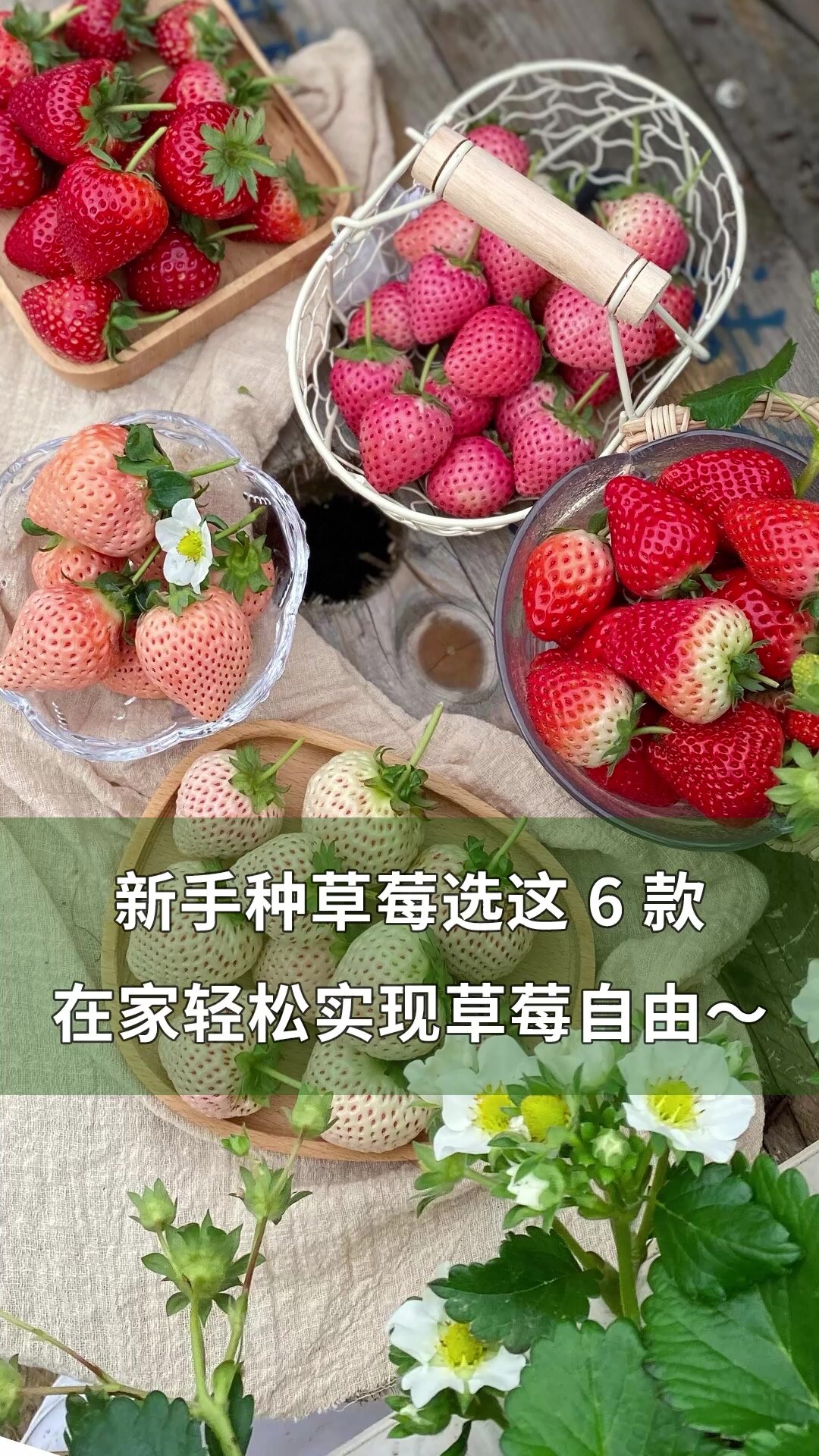 新手种草莓选这 6 款!