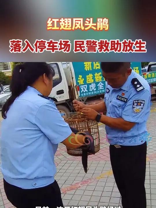 国家“三有”保护动物——红翅凤头鹃落入停车场,民警救助放生 最美中国 美好生活在云南