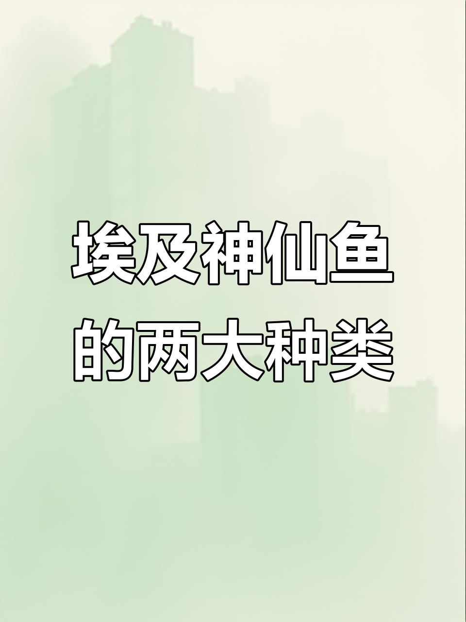 埃及神仙鱼品种揭秘:圣菲利佩与阿塔巴布的区别