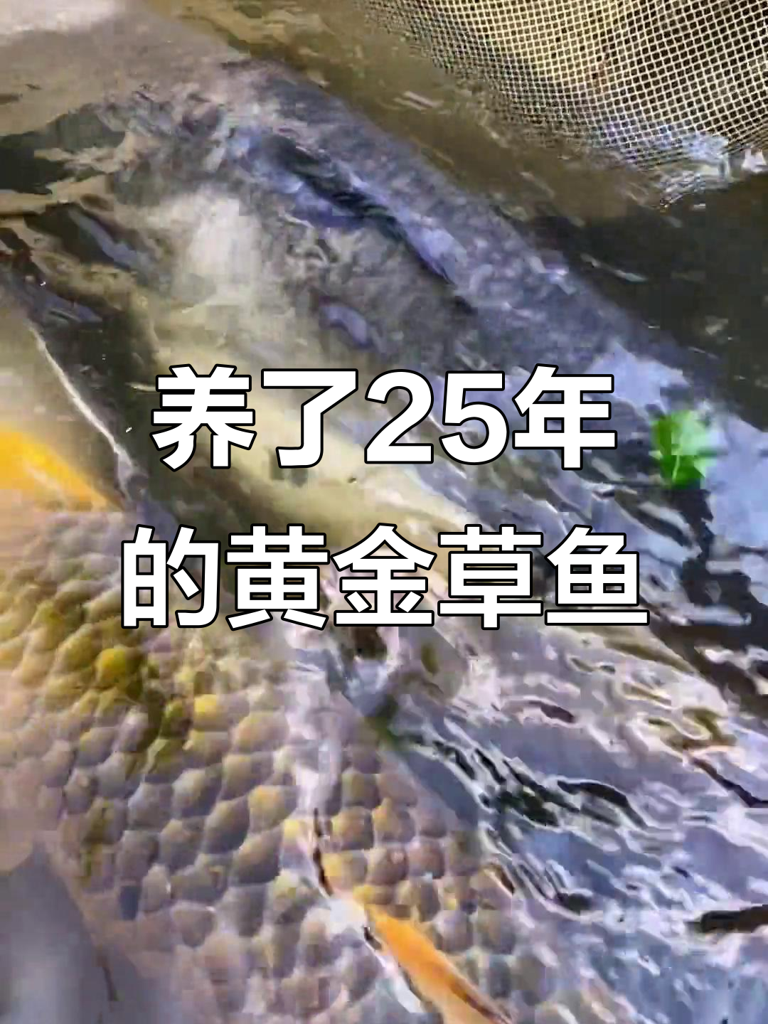 25年草鱼变金黄色，竟是这样实现的！