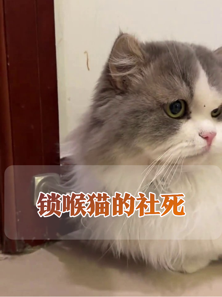 脖子被门锁卡住!金吊坠猫挣扎表情包,每帧都是社死现场