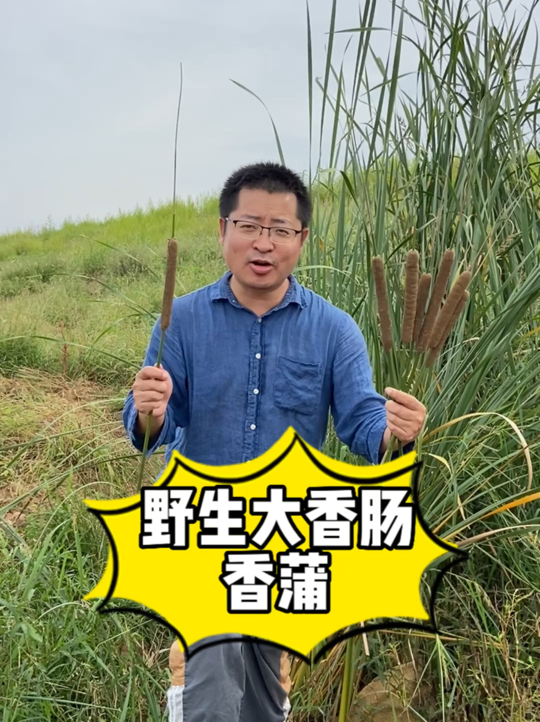 野生大香肠,香蒲,又叫水蜡烛