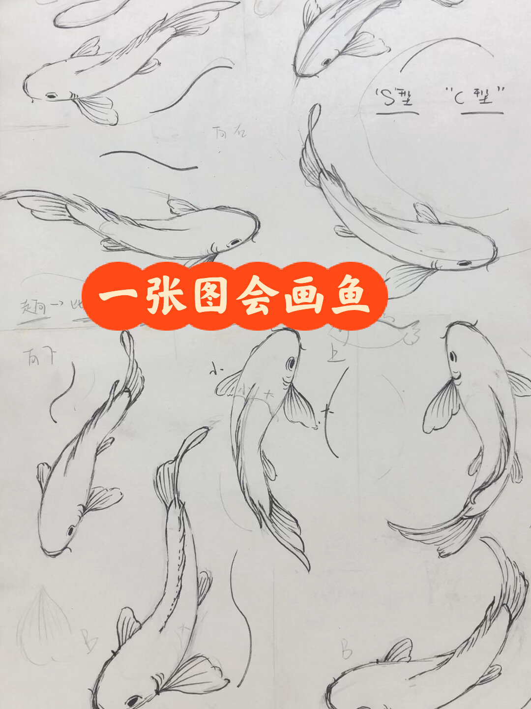 分解锦鲤结构(详细)