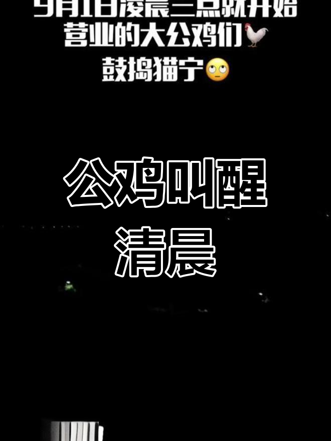涠洲岛的早晨与公鸡打鸣