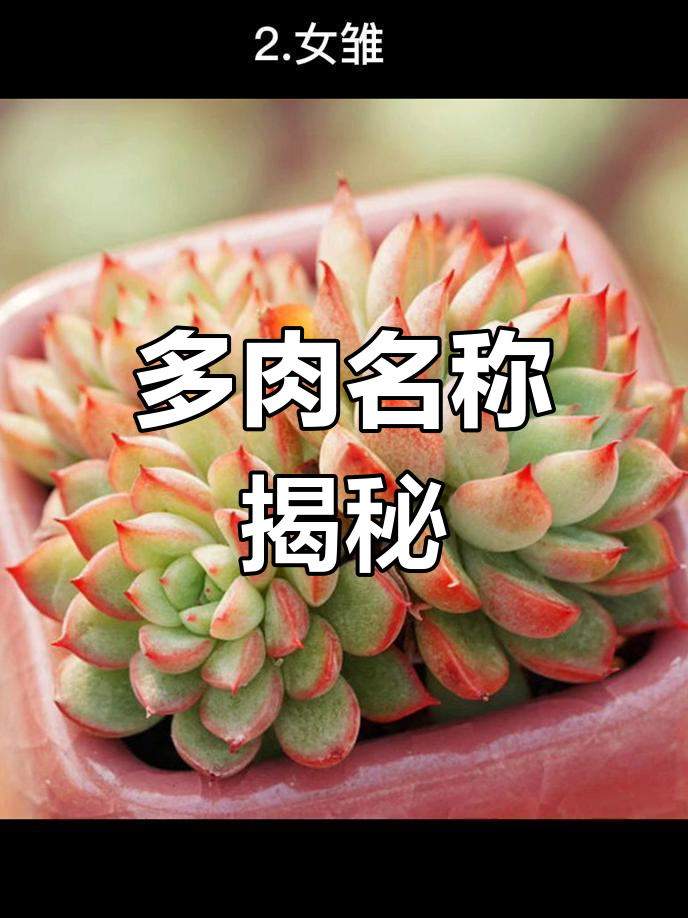 20种多肉名字源于日语,如白凤、高砂之翁