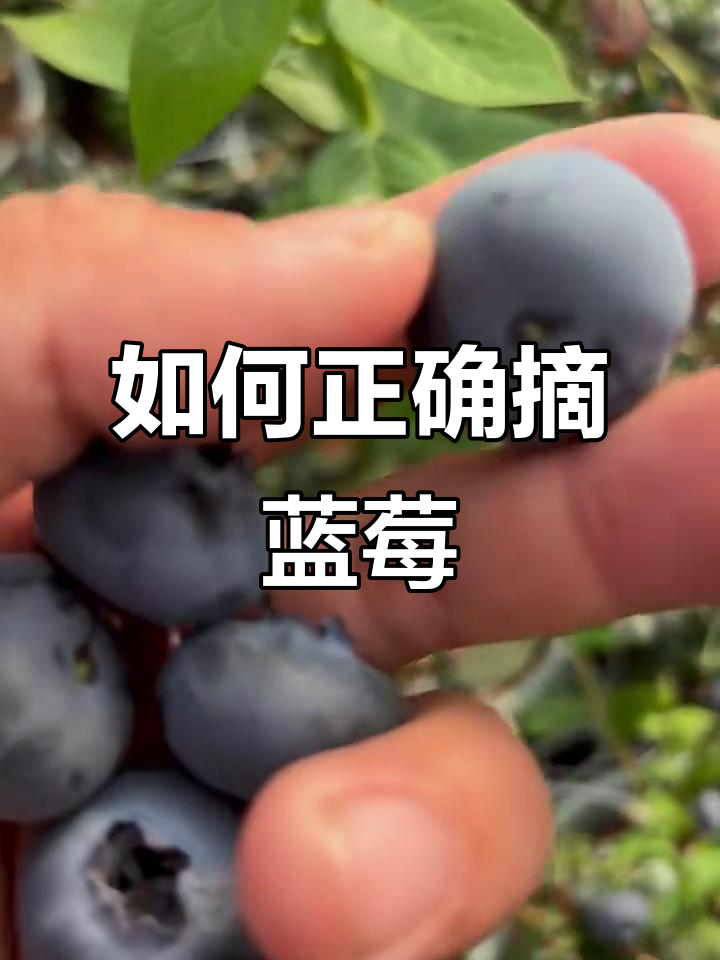 福清蓝莓园采摘技巧大揭秘,如何挑选最甜果实