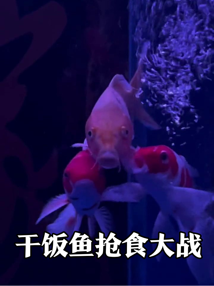 鱼缸干饭王争霸赛:胖橘鱼插队抢食红白锦鲤急甩尾