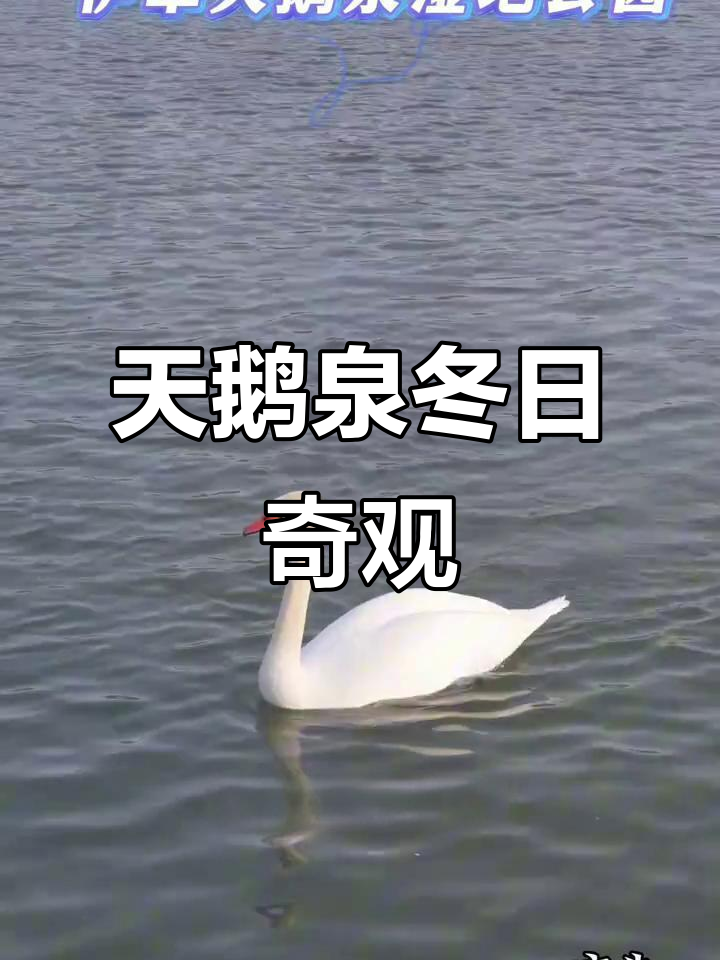 冬季天鹅泉湿地公园,如梦似幻的童话之旅