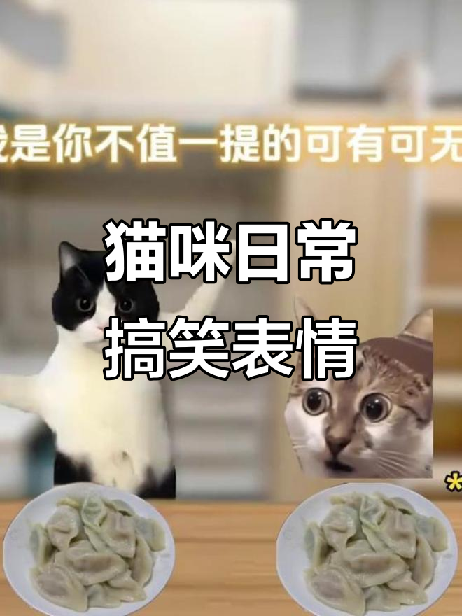 你吃饺子喜欢蘸醋吗?这只猫的表情太搞笑了!