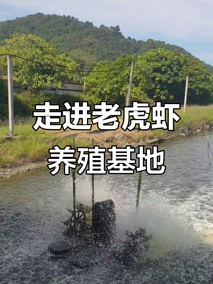 探访老虎虾养殖场，了解海鲜背后的故事