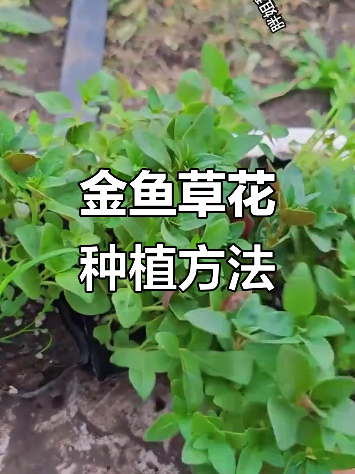 金鱼草小苗种植技巧,开花香气扑鼻