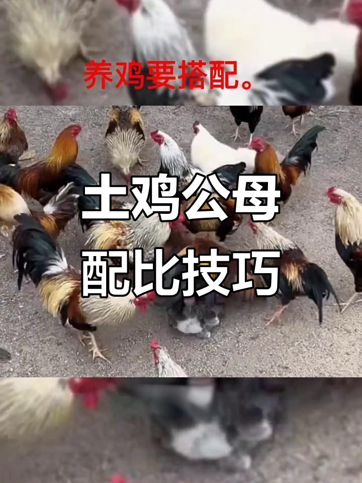 公母鸡比例如何影响受精率?科学养殖揭秘