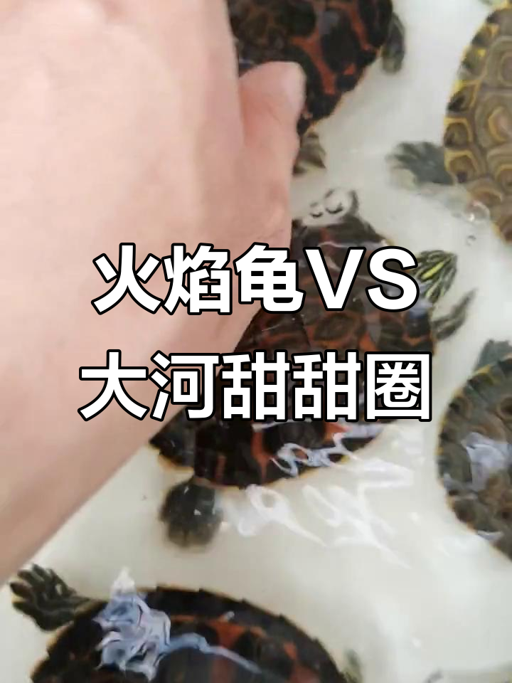 火焰龟与大河甜甜圈的夏日对决,谁能笑到最后?