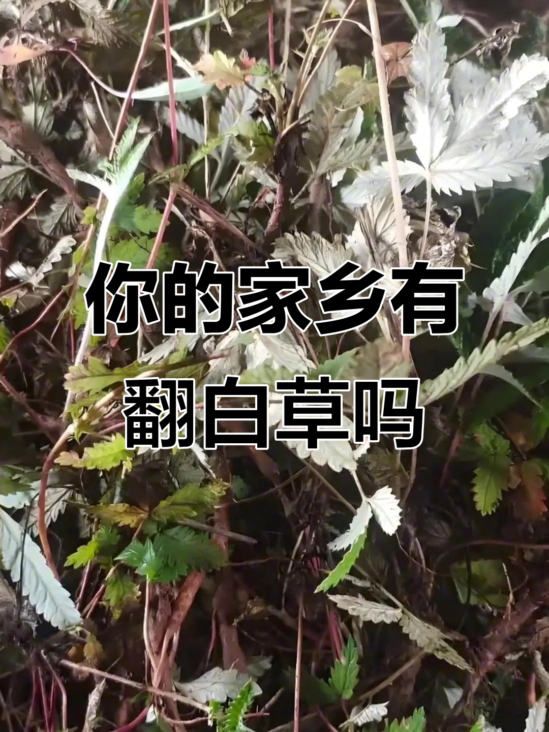 你见过翻白草吗?这种植物可能就在你家乡!