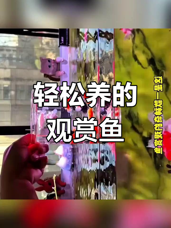 玛丽球鱼:超强清洁力与高繁殖率