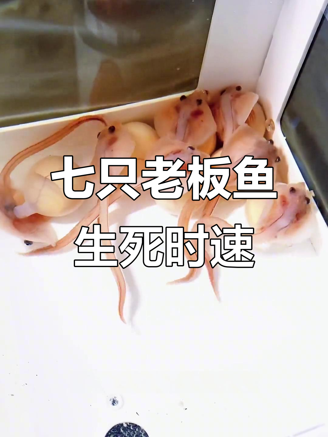 差点全军覆没!七只老板鱼幸存,水质大变惊险一幕