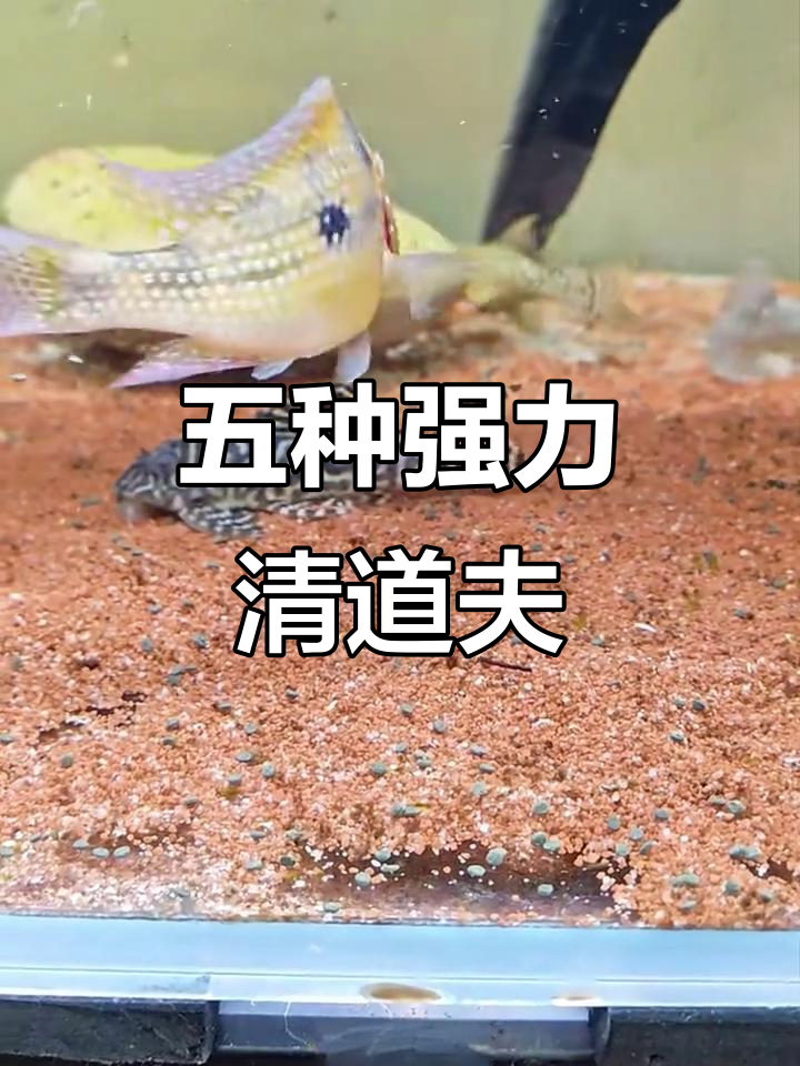 鱼缸清洁小帮手：五种必养清理鱼