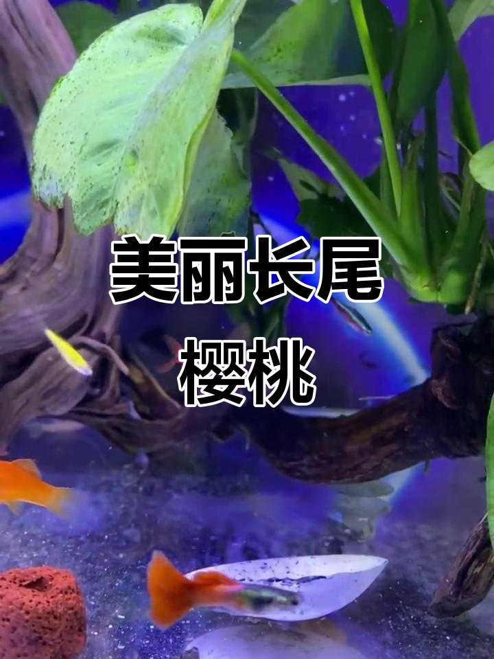 长尾樱桃鱼,红色与黑线交织,温和易混养