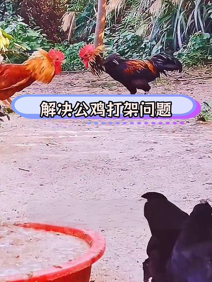 公鸡打架怎么办?三种解决方法