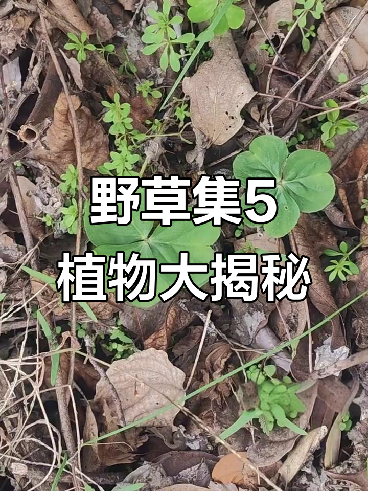 探秘野草集5：诸葛菜、萝卜花与苦苣菜的奇妙世界