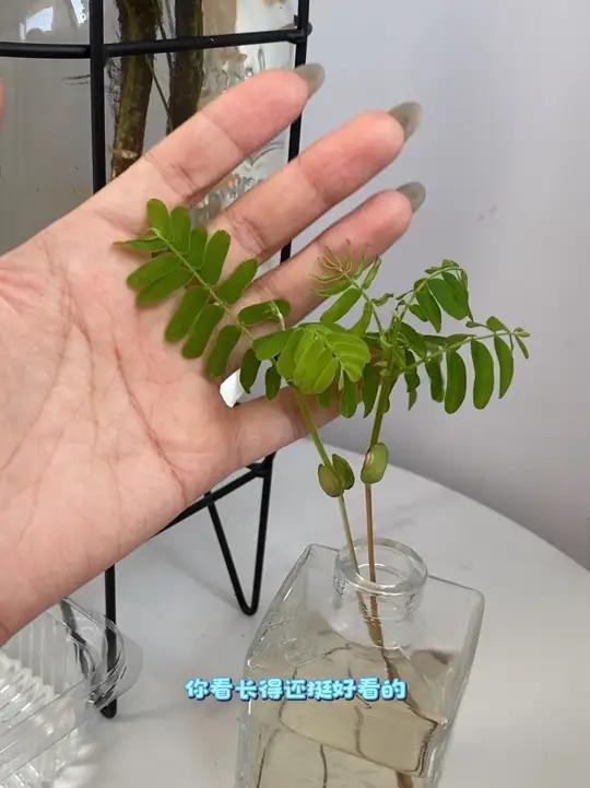换个思路买东西,你就会打开新世纪的大门养鱼,谁还买鱼缸买一个花果茶的玻璃罐子就实现了一键换
