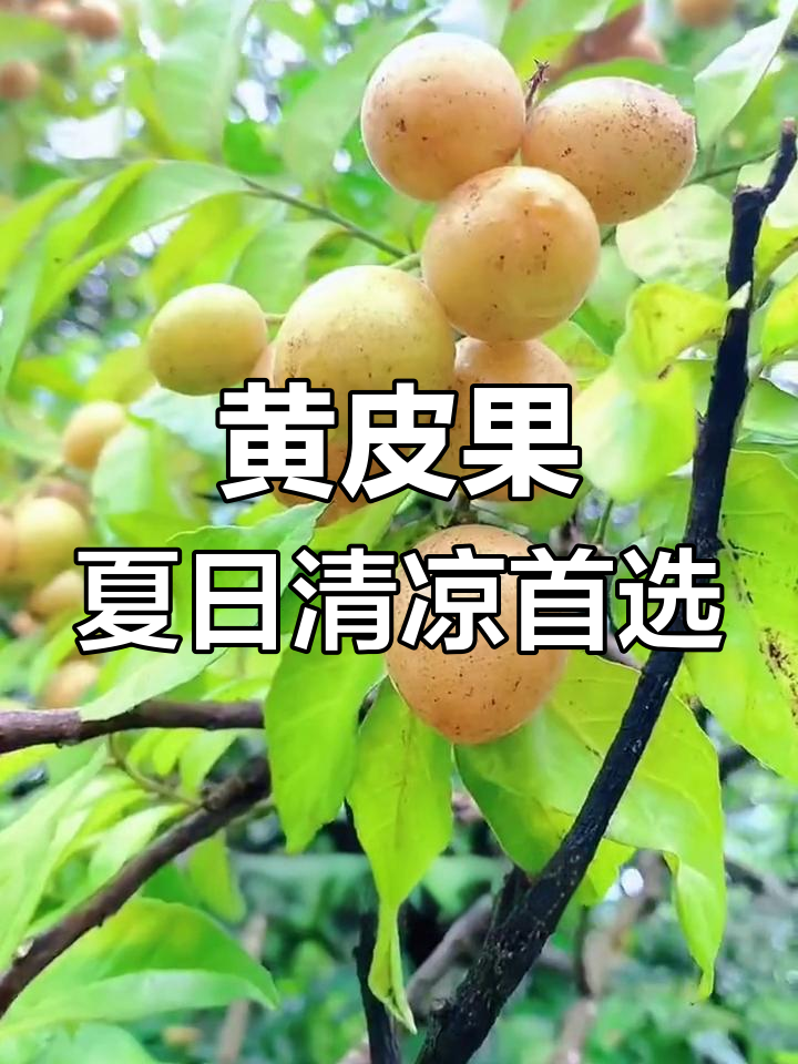 夏季时令黄皮果,低卡美味又开胃