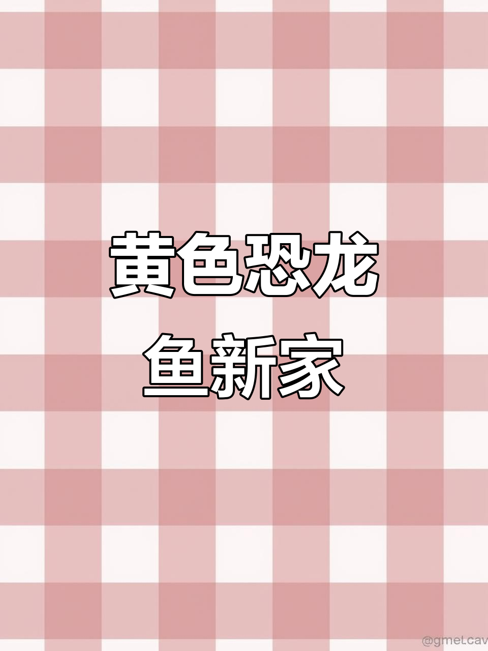 20231203新成员来啦!丑萌恐龙鱼入住超大游泳池