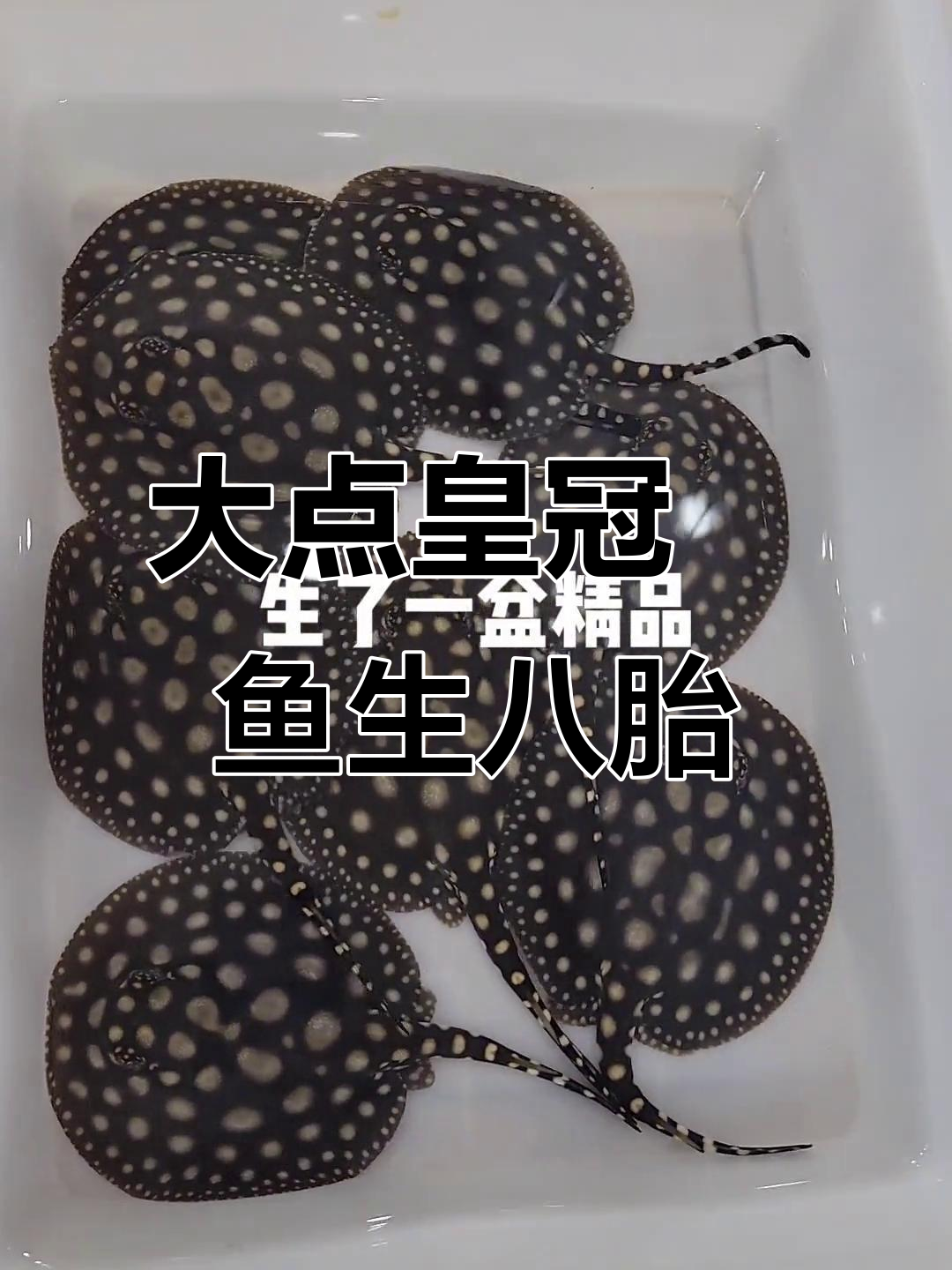 八条大点皇冠魟鱼诞生,白子品种惊艳观赏界
