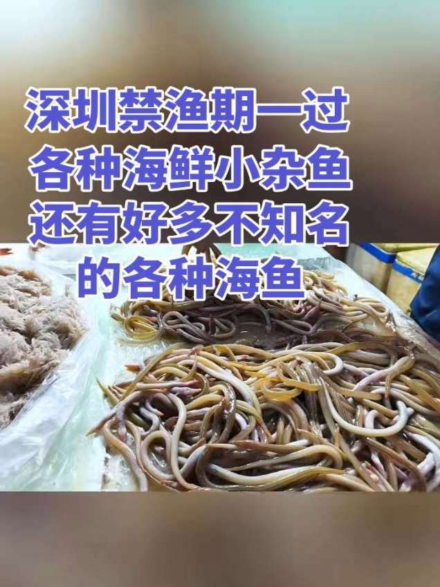 深圳禁渔期一过,各种海鲜小杂鱼都上市了,就是做为东北人,不光不认识,还不会做 海鱼 小杂鱼