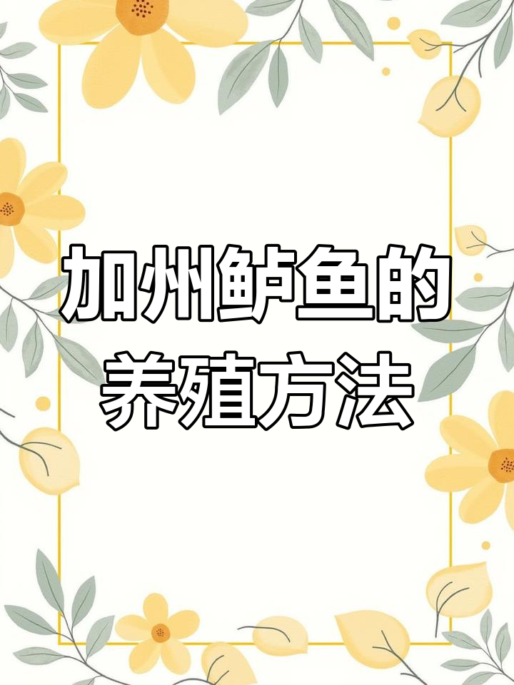 加州鲈鱼养殖技巧:淡水环境下的高效饲养