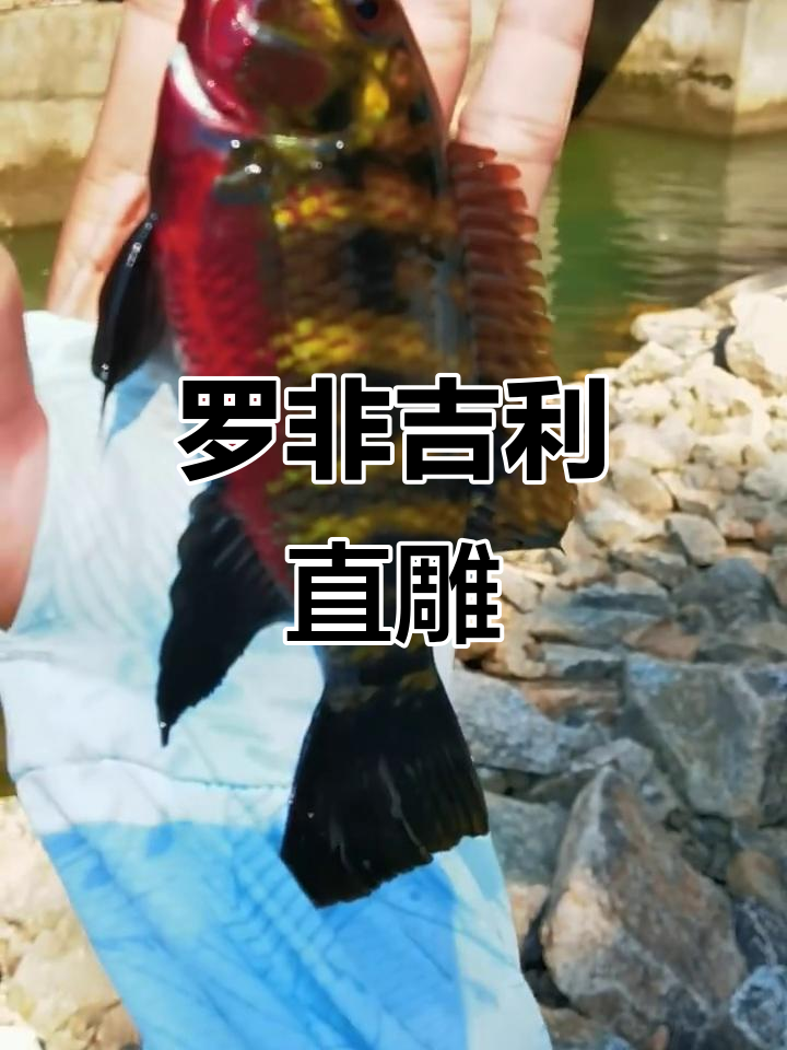 极品罗非吉利慈鲷,三千块值不值?