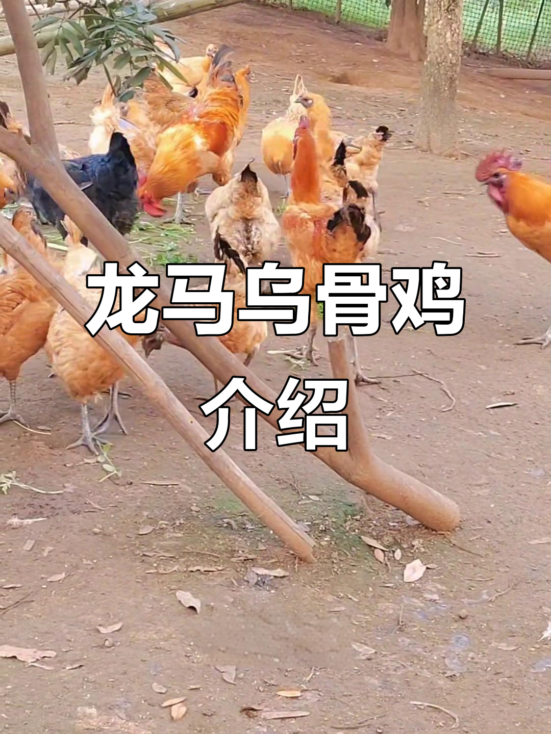 龙马高脚乌骨鸡:古老品种,肉质鲜美营养丰富