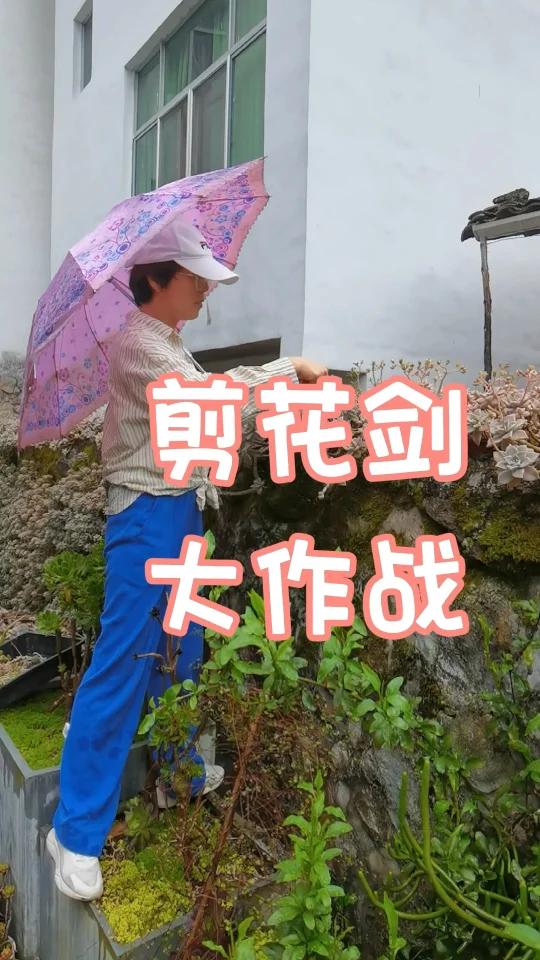 剪花剑大作战!养肉达人的春日日常