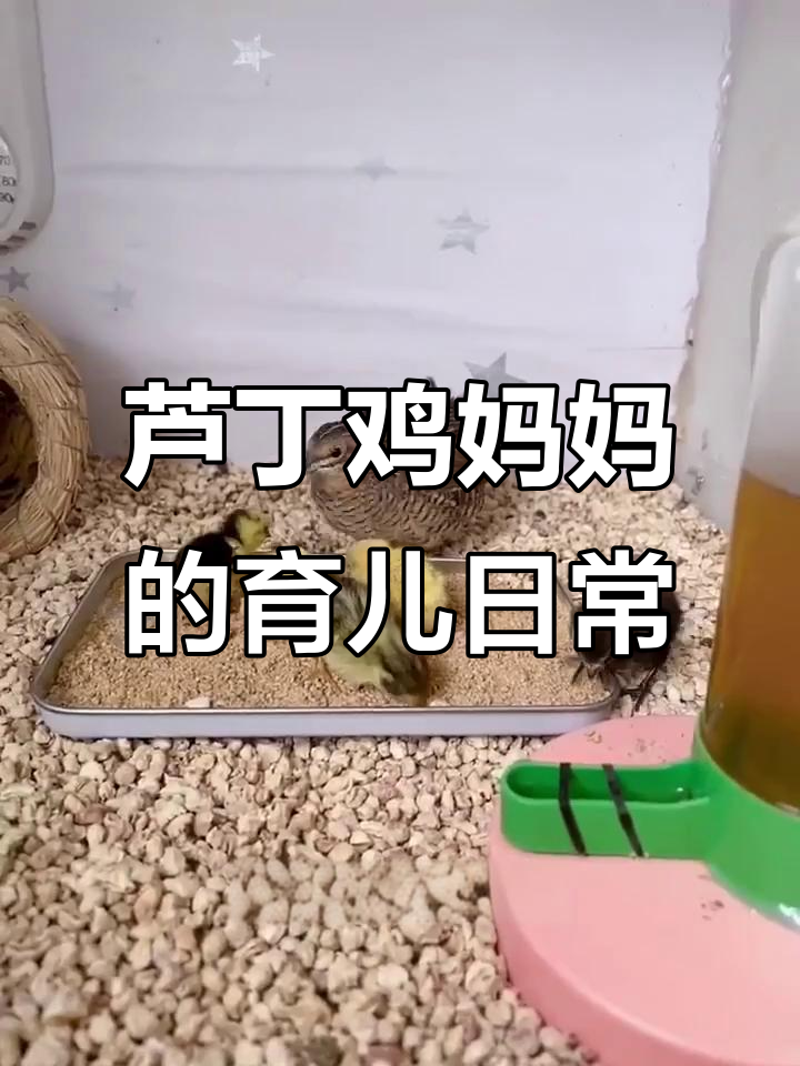 芦丁鸡妈妈带娃实录:每五分钟喂一次,辛苦又温馨