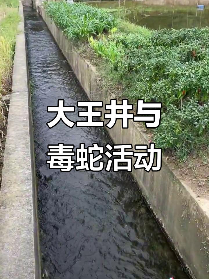 白天大王井乌梢聚集,夜晚五步蛇出没!直播带你实地探秘