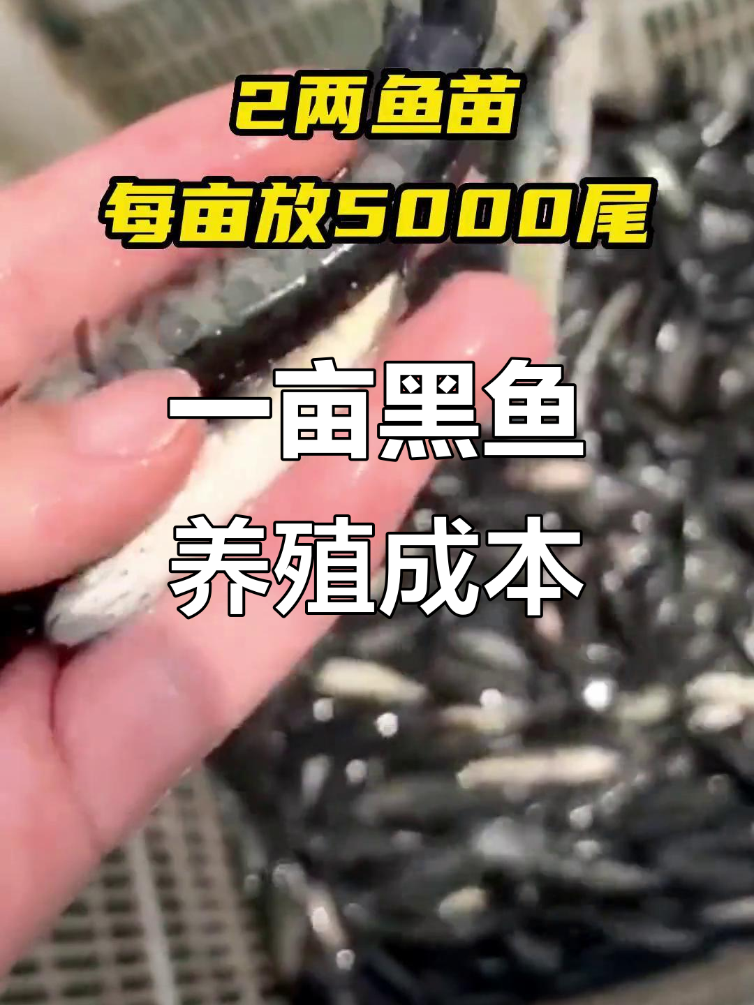 黑鱼养殖一亩成本揭秘:从挖塘到饲料全解析