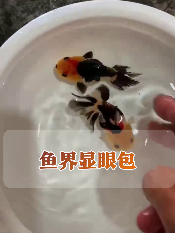 手指一点就疯跳!两条金鱼争当鱼界显眼包