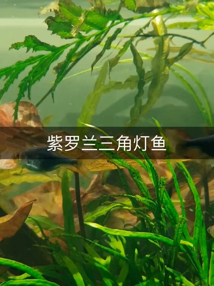 紫罗兰三角灯鱼 观赏鱼