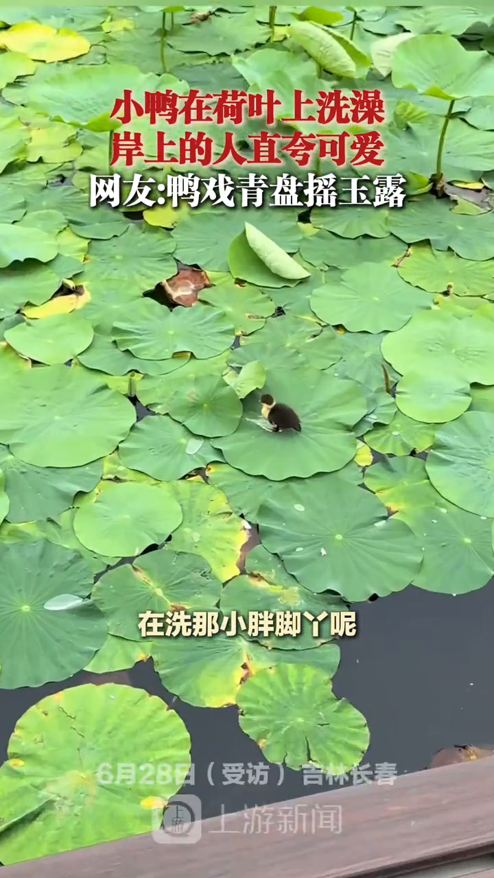 小鸭在荷叶上洗澡被岸上的人直夸可爱