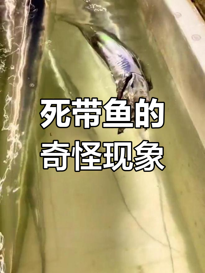 带鱼死后为何张嘴变直?