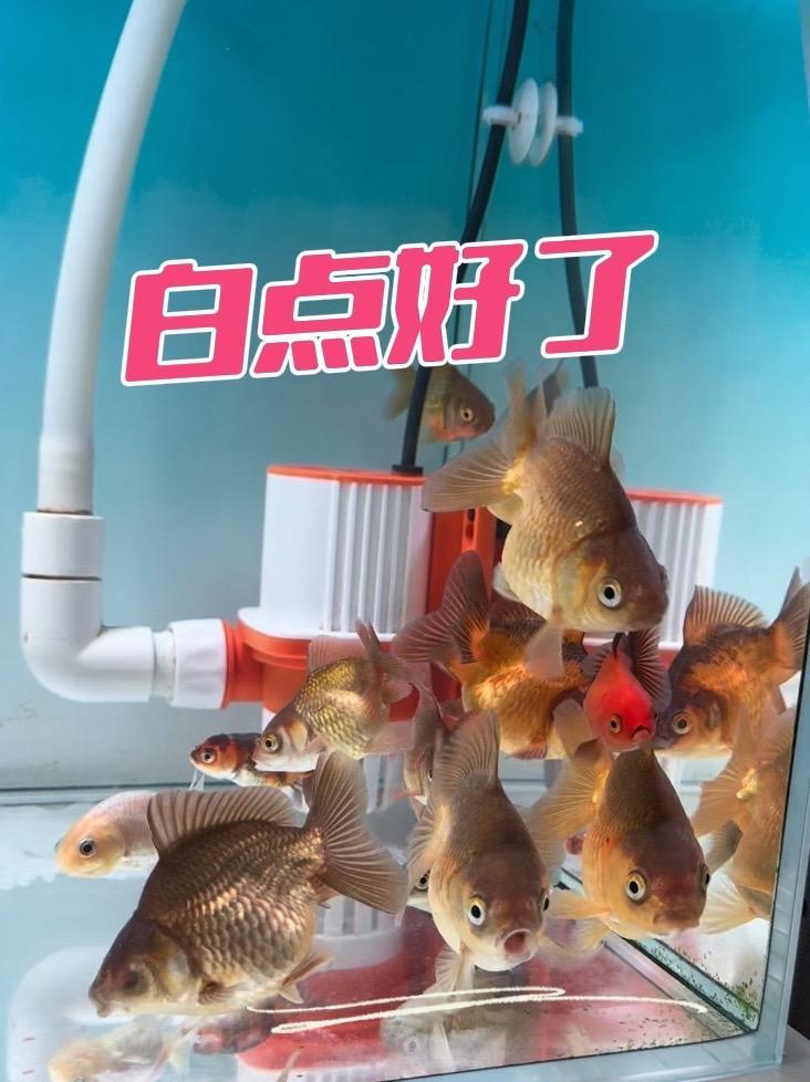 前几天鱼得了白点，网上搜了一堆法子，我全给鼓捣上了，坚持了三四天已经好了。#养鱼佬的日常 