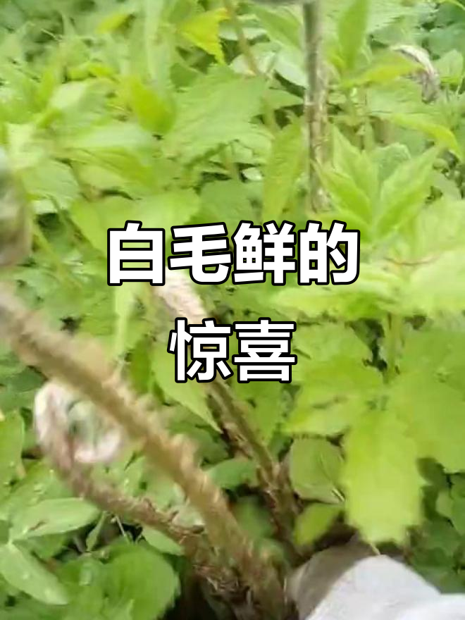 山中偶遇白毛鲜,蕨类美味野菜,口感独特