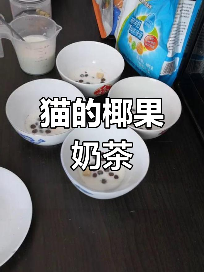 夏日清凉,猫咪也能喝的椰果珍珠奶茶